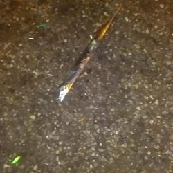 久々タチウオ。青物には嫌われ