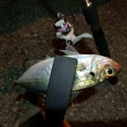 (2020/11/04 南港アジング 良アジ釣果 アジ(23㎝~)ガシラ 釣果有り)