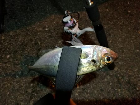 (2020/11/04 南港アジング 良アジ釣果 アジ(23㎝~)ガシラ 釣果有り)