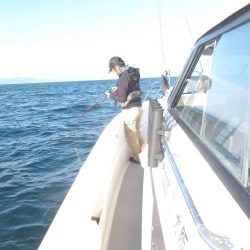 大阪湾 遊漁船SOUTH(サウス)11/5釣果