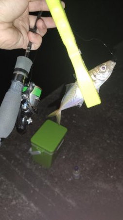 久々のアジング調査