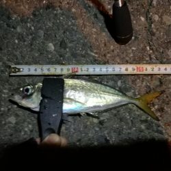 (2020/11/06 南港アジング 好釣果!中アジ(24㎝~ )サバ 釣果有り)