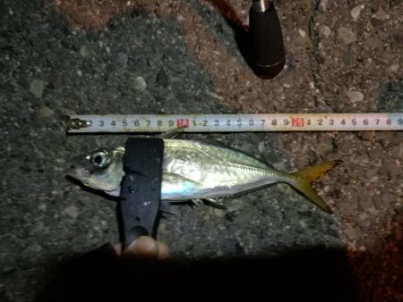 (2020/11/06 南港アジング 好釣果!中アジ(24㎝~ )サバ 釣果有り)