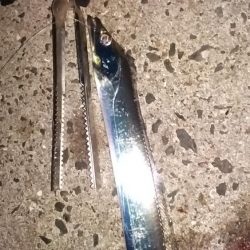 ウキでタチとアジ釣れる