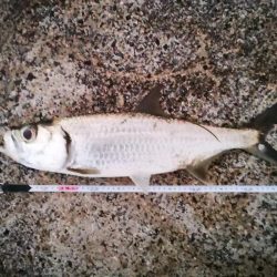 久しぶりのターポン　良いサイズ