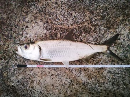 久しぶりのターポン　良いサイズ