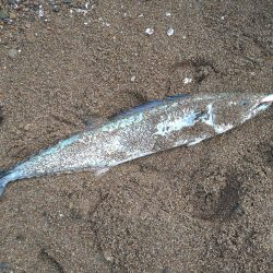 サーフジギング