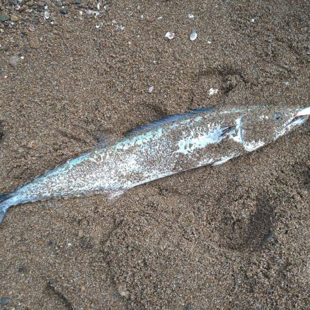 サーフジギング