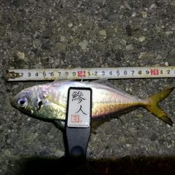 （2020/11/10 南港アジング　 普通釣果のアジングで 中アジ～小アジ（23㎝～） 釣果有り）