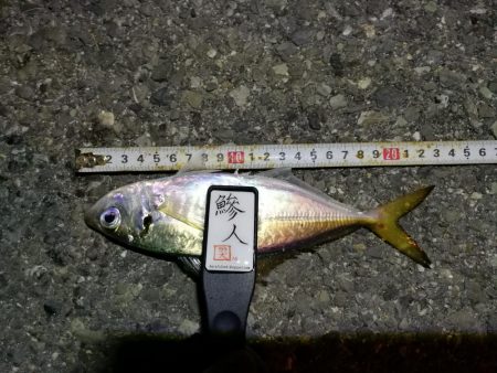 （2020/11/10 南港アジング　 普通釣果のアジングで 中アジ～小アジ（23㎝～） 釣果有り）