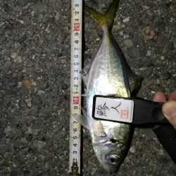 （2020/11/10 南港アジング　 好釣果のアジング 中アジ～小アジ（24㎝～） 釣果有り）