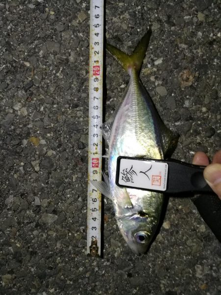 （2020/11/10 南港アジング　 好釣果のアジング 中アジ～小アジ（24㎝～） 釣果有り）