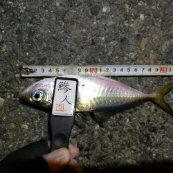 (2020/11/11 南港アジング アジング釣果で 中アジ~小アジ(23㎝~) 釣果有り)