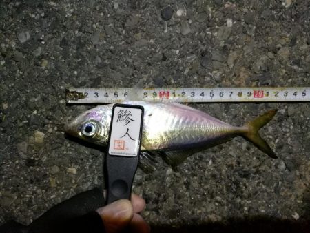 (2020/11/11 南港アジング アジング釣果で 中アジ~小アジ(23㎝~) 釣果有り)