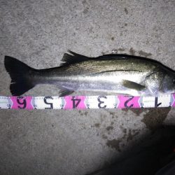 牡鹿半島シーバス