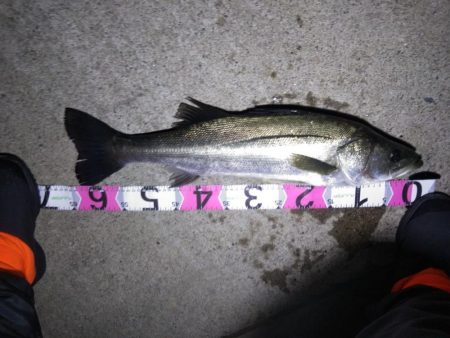 牡鹿半島シーバス