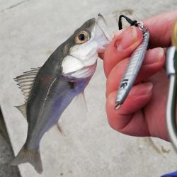 ジグでシーバス