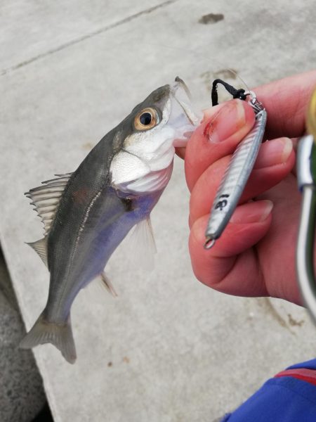 ジグでシーバス