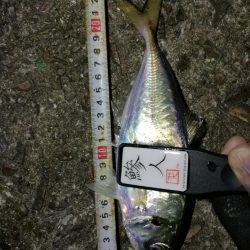 (2020/11/12 南港アジング ☆爆釣アジング釣果で 中アジ~(26㎝~) 釣果有り)