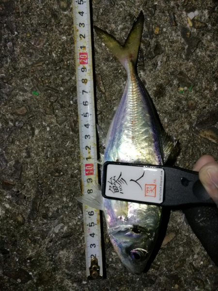 (2020/11/12 南港アジング ☆爆釣アジング釣果で 中アジ~(26㎝~) 釣果有り)