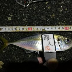 （2020/11/14 南港アジング　 またまた好釣果 アジング釣果で 中アジ～（24㎝～） 釣果有り）