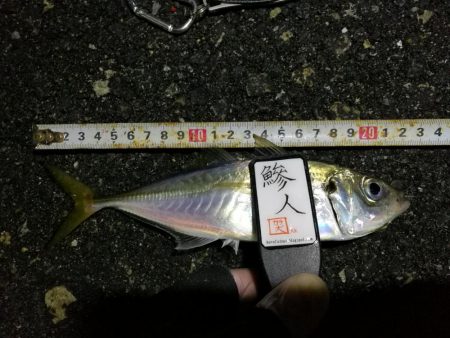 （2020/11/14 南港アジング　 またまた好釣果 アジング釣果で 中アジ～（24㎝～） 釣果有り）