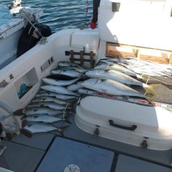 遊漁船SOUTH(サウス)11/14釣果