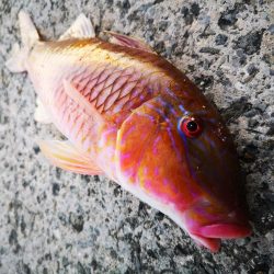 夫婦で朝マズメ