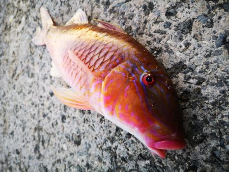 夫婦で朝マズメ