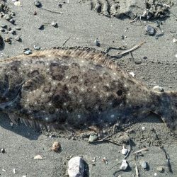 初フラットフィシュ