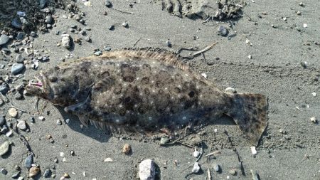 初フラットフィシュ