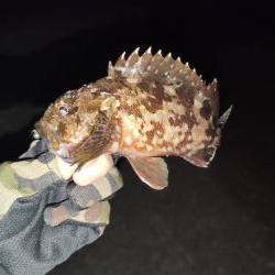 須磨浦アジング、メバリング