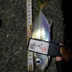 （2020/11/17 南港アジング　 アジング釣果 中アジ～（24㎝～）サバ 釣果有り）