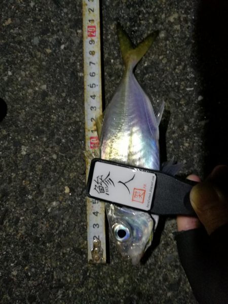 （2020/11/17 南港アジング　 アジング釣果 中アジ～（24㎝～）サバ 釣果有り）