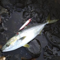 越前地磯でトップにドン