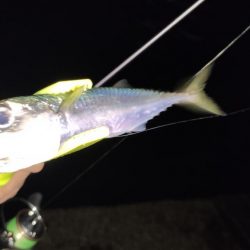 爆風アジングで爆釣