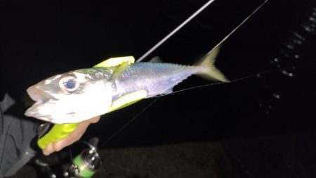 爆風アジングで爆釣