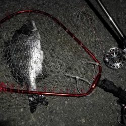 （2020/11/20 南港ヘチ釣り　 良ヘチ釣果！真チヌ39㎝ キビレチヌ グレ 釣果有り）