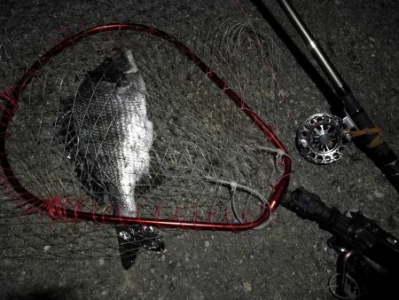 （2020/11/20 南港ヘチ釣り　 良ヘチ釣果！真チヌ39㎝ キビレチヌ グレ 釣果有り）