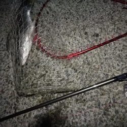 （2020/11/20 南港ヘチ釣り　 キビレチヌ 41㎝ ガシラ 釣果有り）