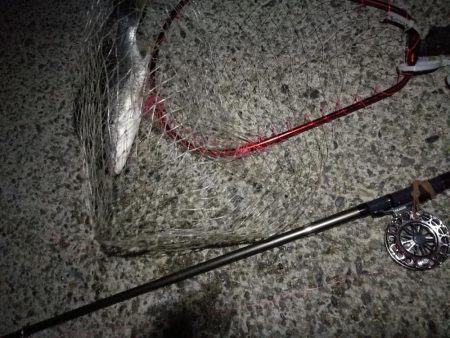 （2020/11/20 南港ヘチ釣り　 キビレチヌ 41㎝ ガシラ 釣果有り）