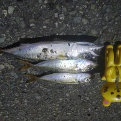 釣りデビュー　4日目