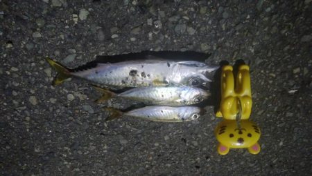 釣りデビュー　4日目