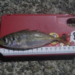 釣りデビュー　6日目