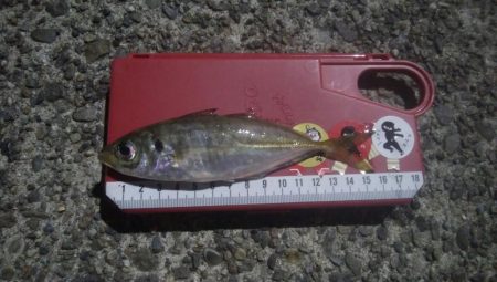 釣りデビュー　6日目