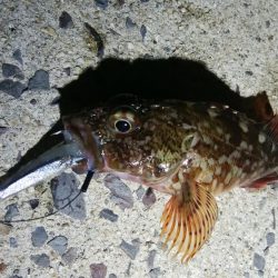 太刀魚と珍しいゲスト