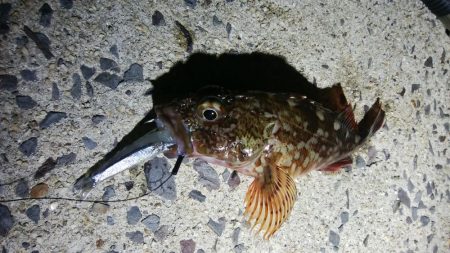 太刀魚と珍しいゲスト