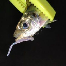 いつもの須磨アジング