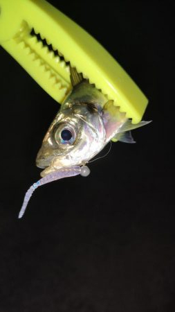 いつもの須磨アジング