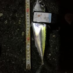 （2020/11/25 南港アジング　 好釣果！アジング釣果 中アジ～（26㎝～）サバ 釣果有り）